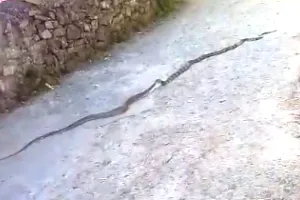 भवाली: देखिए यह वीडियो… कैसे कोबरा ने बनाया रैट स्नैक को अपना निवाला