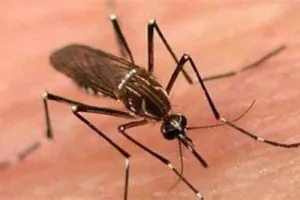 हल्द्वानी: डेंगू के बढ़ते मामलों से नगर निगम व स्वास्थ्य विभाग हरकत में आया