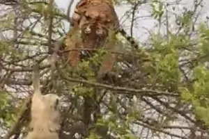 Viral Video: बंदर की चाल से चारों खाने चित्त हुआ बाघ, वीडियो देखकर आप भी रह जाएंगे भौचक्का