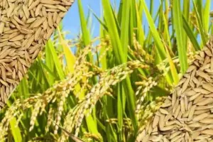 औरेया: धान खरीद आज से शुरू, तैयारियों में जुटे अधिकारी और कर्मचारी