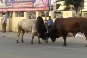 रामपुर: बीच सड़क पर भिड़े दो सांड़ मचाया उत्पात, पुलिसकर्मी और छात्राओं समेत कई घायल