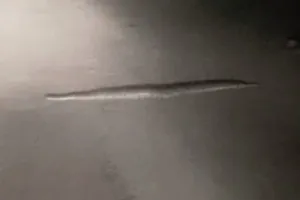 मुरादाबाद: सड़क पर 15 फीट लंबा अजगर देख ठिठके राहगीर