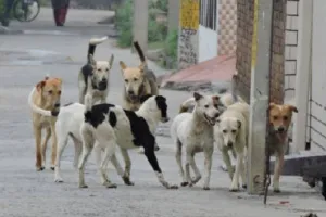 अमरोहा : जंगली कुत्तों के झुंड ने नोच-नोच कर गाय को मार डाला
