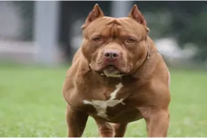 कभी पसंदीदा था…आज जानलेवा है, Pitbull… Now It’s Not So Cool!