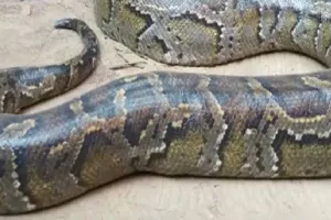 कानपुर: CSA यूनिवर्सिटी में बकरी निगल कर पचा रहा था अजगर, मचा हड़कंप