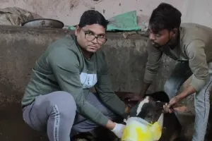 कानपुर: अराजक तत्वों ने गाय के मुंह में बम लगाकर फोड़ा, पुलिस कूड़े की करा रही फोरेंसिक जांच