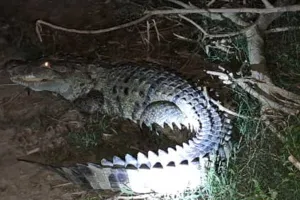 बहराइच: सड़क पहुंचा मगरमच्छ तो सेल्फी लेने लगे ग्रमीण, सूचना के बाद भी नहीं पहुंचे वनकर्मी