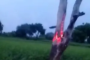 रायबरेली: पेड़ पर गिरी आकाशीय बिजली, इंटरनेट पर वायरल हो रही तस्वीर