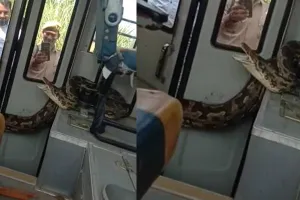 रायबरेली: स्कूल बस में घुसा विशाल अजगर, मचा हड़कंप