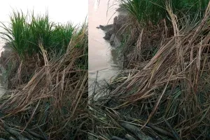 अयोध्या: सरयू की कटान में आई तेजी से 70 बीघा फसलें नदी में समाई