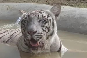 गोरखपुर: आज से पर्यटक कर सकेंगे व्हाइट टाइगर का दीदार