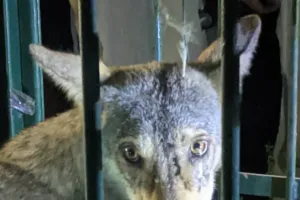 अयोध्या: बकरियों को निवाला बनाने वाला भेड़िया पिंजड़े में फंसा