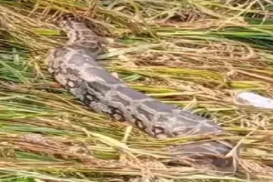 किच्छा: कोतवाली के बाहर छोड़ दिया विशालकाय अजगर 