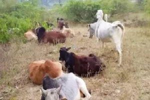 दुश्वारियां : अन्नदाताओं की फसल नष्टकर रहे आवारा पशु