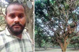 अमरोहा : गलत दवा के प्रयोग से सूखा 30 बीघा आम का बाग, किसान ने दी आत्मदाह की धमकी