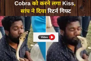 टशनबाजी वाला जहरीला चुम्मा! Cobra को करने लगा Kiss, सांप ने दिया रिटर्न गिफ्ट, देखें Video