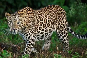 दहशत का माहौल : शौच गई किशोरी पर तेंदुए का हमला, हालत नाजुक