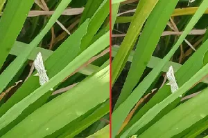 हेक्साकोनाजोल का छिड़काव : बारिश के बाद धान की फसल में “फॉल्स स्मट’ का खतरा