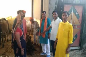 खस्ताहाल : इलाज के अभाव में दम तोड़ रहे गोवंश