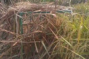 तेंदुए की दशहत : खेत में वनविभाग की टीम ने लगाया पिंजड़ा