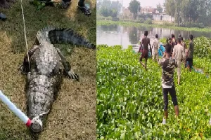 बहराइच : रामलीला मैदान में डेरा जमाए मगरमच्छ को वन विभाग ने पकड़ा, बबई नाला में छोड़ा