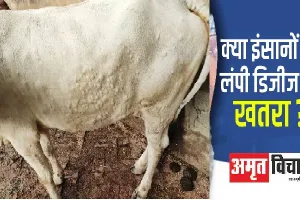 लंपी वायरस : जिले में 250 गौवंश बीमार, पशुपालकों में हड़कंप