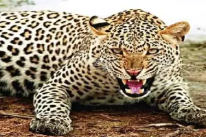 Kanpur Leopard Attack : ग्रामीणों पर तेंदुआ का हमला, भगदड़ में दो घायल