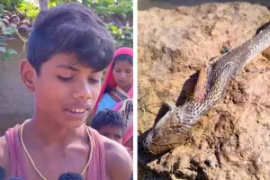 पहले सांप ने बच्चे को काटा, फिर बच्चे ने सांप को काट लिया, इसके बाद जो हुआ वो अद्भुत था!