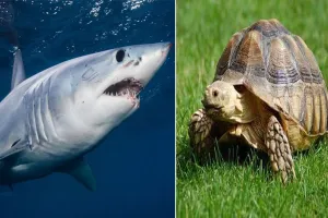 वन्यजीव सम्मेलन से शार्क और कछुओं के संरक्षण को मिला बढ़ावा