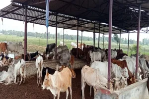 लखनऊ: गौशालाओं में मवेशियों को ठंड से बचाने के नहीं हुये कोई उपाय