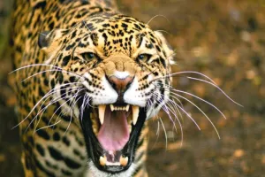 बलरामपुर: तेंदुए के हमले में एक बच्चे की मौत