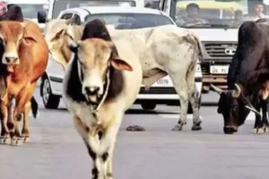 कोटा में नगर निगम दो भागों में बंटा, आवारा मवेशियों की जिम्मेदारी बांटने को तैयार नही