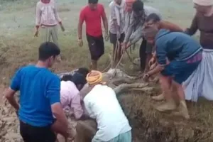 गोंडा: दलदल में फंसा था मवेशी, ग्रामीणों ने रेस्क्यू कर बचाई जान