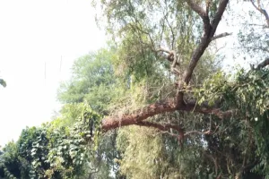 अयोध्या: कहीं हादसे का कारण न बन जाए सड़क पर लटका पेड़ 