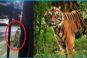 रामनगर: तो वन आरक्षी ने मारी थी बाघिन को गोली...