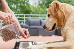 पालतू कुत्ते को देर से खिलाया खाना, युवक ने चचेरी भाई को पीट-पीटकर मार डाला