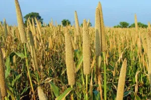 बरेली-बदायूं समेत 18 जनपदों से 50 हजार क्विंटल बाजरा खरीदेगी सरकार