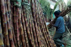 बरेली: गन्ना भुगतान के दावे खोखले, किसानों का पिछले सत्र का 423.33 करोड़ फंसे