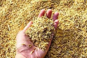 बरेली: धान के नुकसान का आकलन कर तय की जाएगी छूट, निर्देश जारी