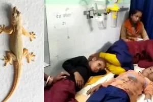 टीचर ने खाने में छिपकली को बताया बैंगन, पीट-पीटकर खिलाया खाना, 200 से ज्यादा बच्चे बीमार