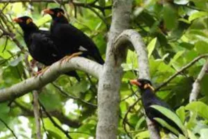 छत्तीसगढ़ के कांगेर घाटी राष्ट्रीय उद्यान में आज से पक्षी सर्वेक्षण 