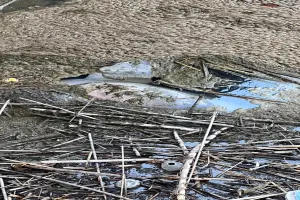 बहराइच: बैराज के गेट में मृत मिली डॉल्फिन, कल होगा पोस्टमार्टम