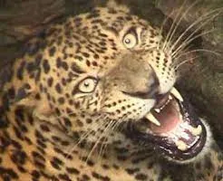 गरमपानी: डंडेसारी व पाली गांव में गुलदार की घुसपैठ से ग्रामीण खौफजदा