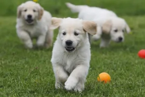 पालतू जानवर के निधन पर गहरा दुःख होना सामान्य, इससे उबरने के लिए क्या करें?