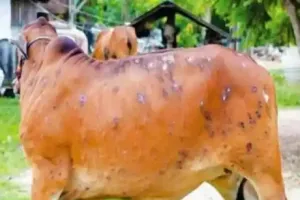 Lumpy Virus Outbreak : खुले में पड़े पशुओं के शव, दुर्गंध से लोग परेशान...प्रशासन अनजान