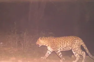 Leopard In Kanpur : IIT और NSI में फिर दिखा तेंदुआ, वन विभाग की टीम जंगल में कर रही कॉम्बिंग, अलर्ट जारी