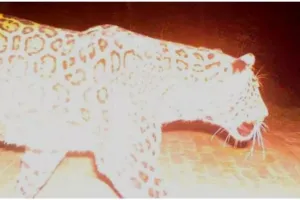 Leopard in Kanpur : रात में मशाल जलाकर या टार्च लेकर ही निकलें, तेंदुए को लेकर वन विभाग ने जारी की गाइडलाइन