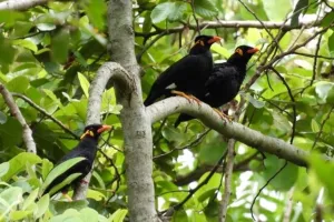 छत्तीसगढ़: कांगेर घाटी राष्ट्रीय उद्यान में दिखे हिमालय में पाये जाने वाले पक्षी 