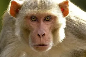 Kanpur दक्षिण में बंदरों के आतंक से दहशत में मार्निग वॉकर, घरों में कैद रहने को मजबूर लोग, छतों पर भी जाने से डरते