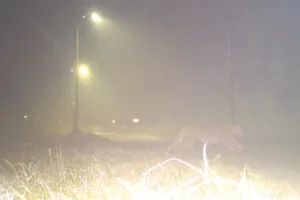 Leopard In Kanpur: अब एनएसआई में घूमता नजर आया तेंदुआ, जानवरों को लगातार बना रहा निवाला